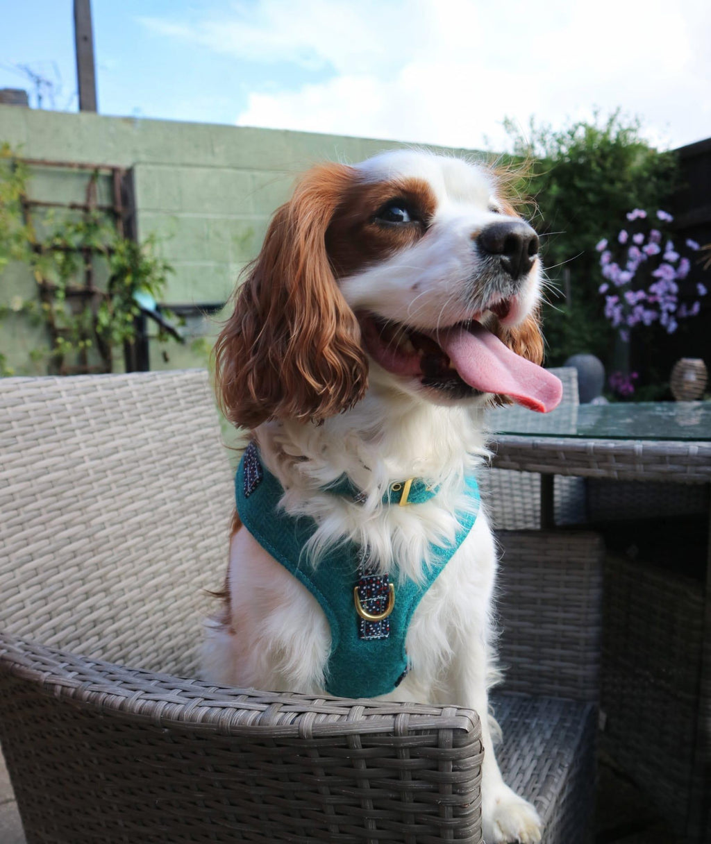 The Harris Tweed & Cotton Blend Collection Dog Harness - Country Mist