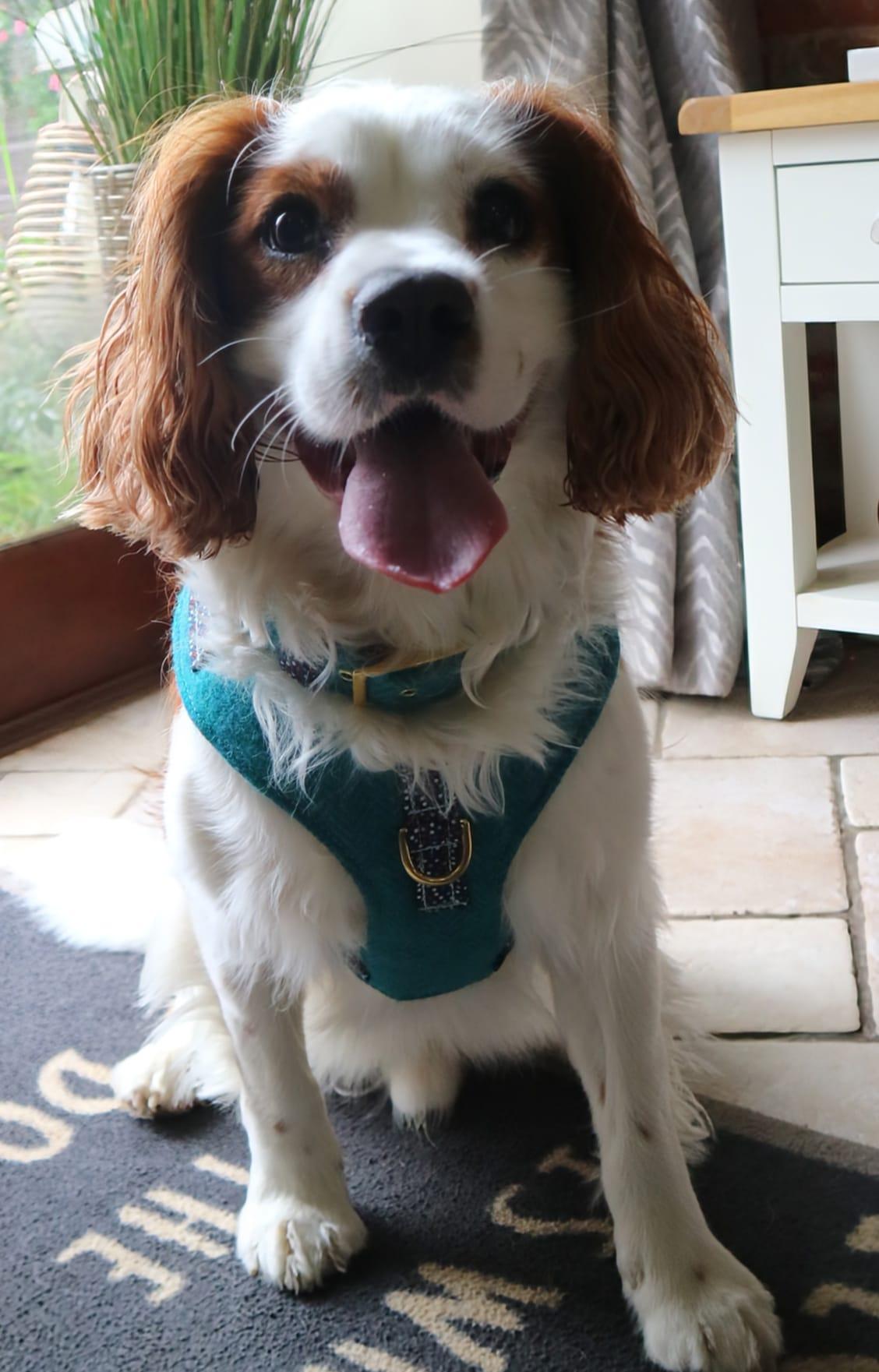 The Harris Tweed & Cotton Blend Collection Dog Harness - Country Mist