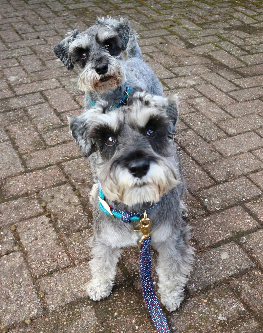 The Harris Tweed & Cotton Blend Collection Dog Collar - Country Mist