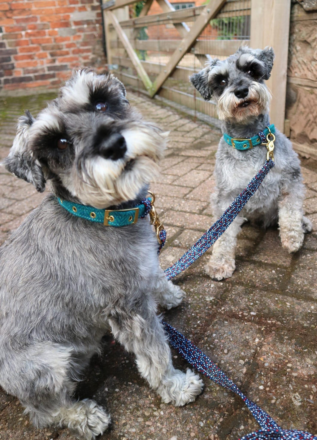 Two schnauzers wearing handmade dog collars and matching leads by Penny & Hound.