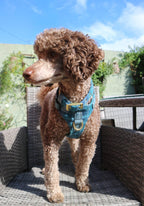 The Harris Tweed & Cotton Blend Collection Dog Harness - Highland Sky