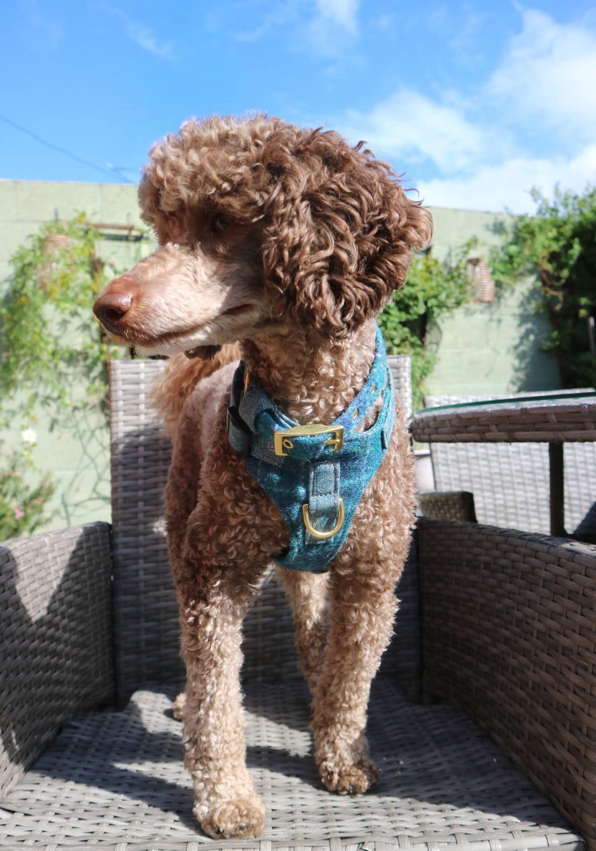 The Harris Tweed & Cotton Blend Collection Dog Harness - Highland Sky