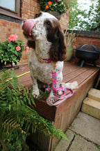 Handmade Harris Tweed Dog Collar with matching Dog Lead made by Penny and Hound in rural Staffordshire