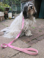 Handmade Harris Tweed Dog Collar with matching Dog Lead made by Penny and Hound in rural Staffordshire