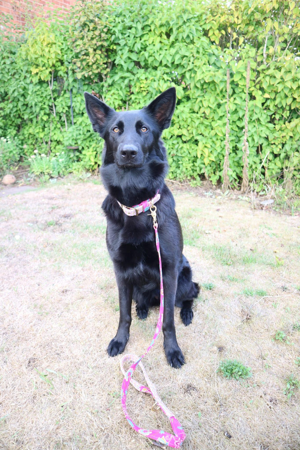 Black dog wearing a handmade dog collar and matching dog lead by Penny & Hound using their Harris Tweed design