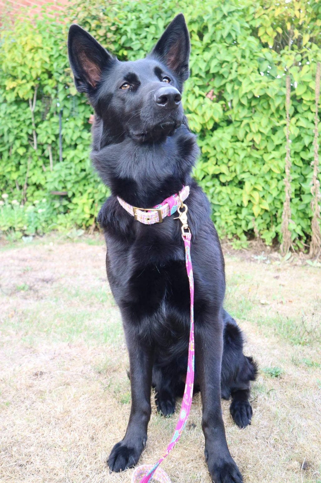 The Harris Tweed & Cotton Blend Collection Dog Collar - Meadow Lane