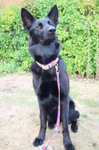 The Harris Tweed & Cotton Blend Collection Dog Collar - Meadow Lane