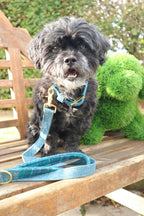Black dog wearing a handmade blue Harris Tweed dog collar and matching lead by Penny & Hound.