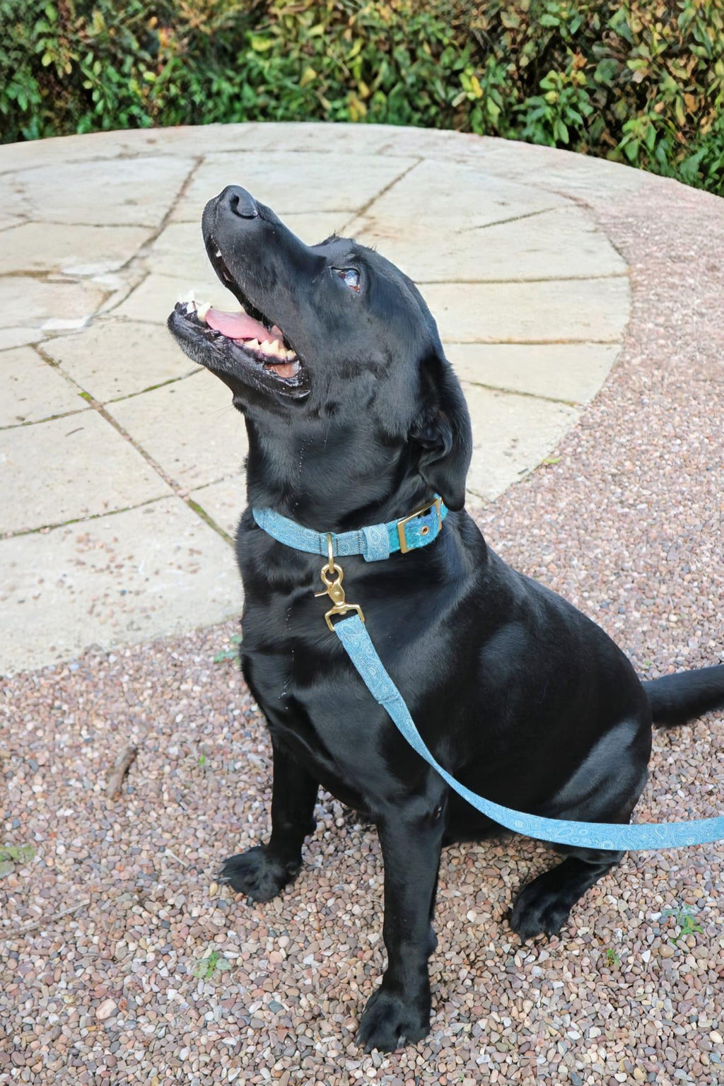 The Harris Tweed & Cotton Blend Collection Dog Collar - Highland Sky