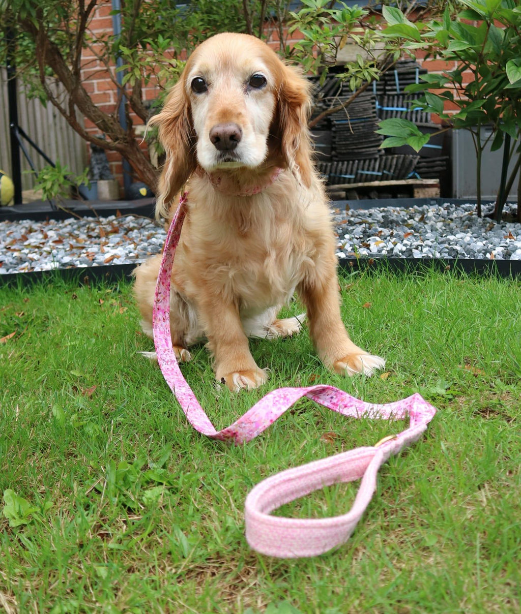 Golden dog wearing a handmade pink dog collar and matching lead by Penny & Hound.