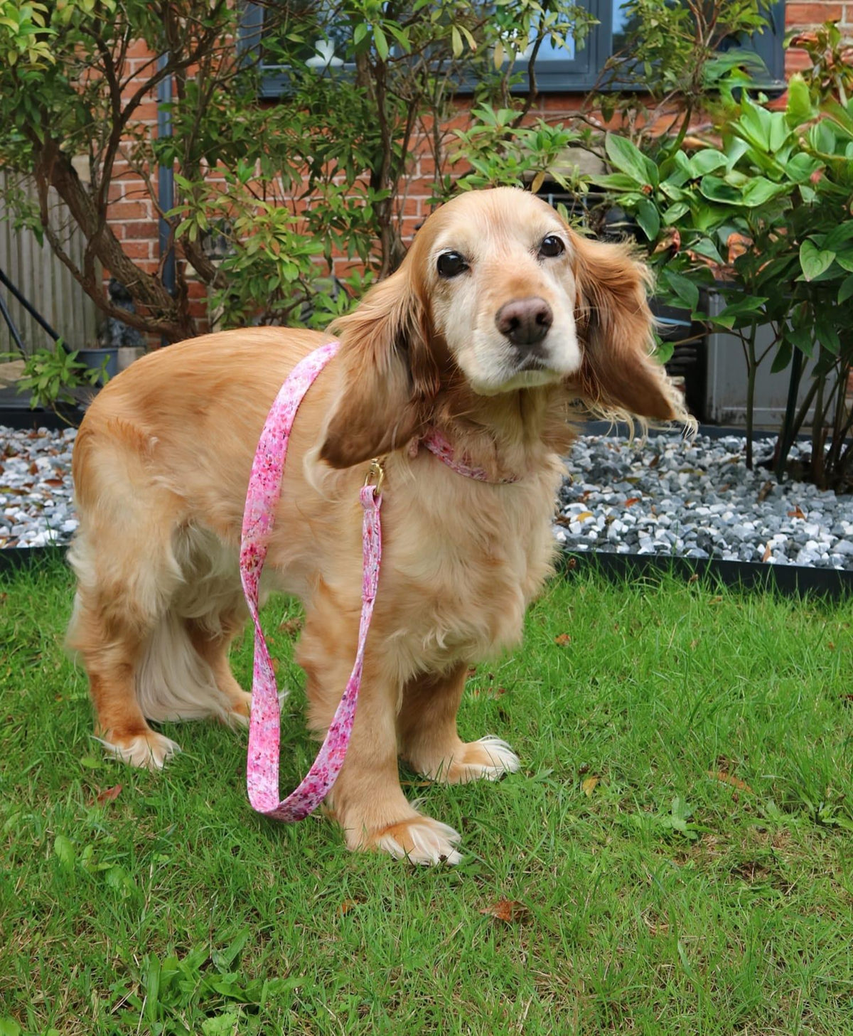Handmade Harris Tweed Dog Collar with the matching Dog Lead.  All handmade by Penny and Hound in rural Staffordshire