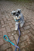 The Harris Tweed & Cotton Blend Collection Dog Collar - Country Mist