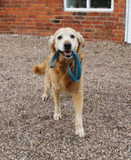 The Harris Tweed & Cotton Blend Collection Dog Lead- Highland Sky