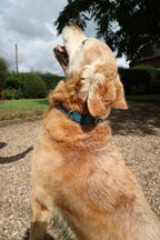 The Harris Tweed & Cotton Blend Collection Dog Collar - Highland Sky