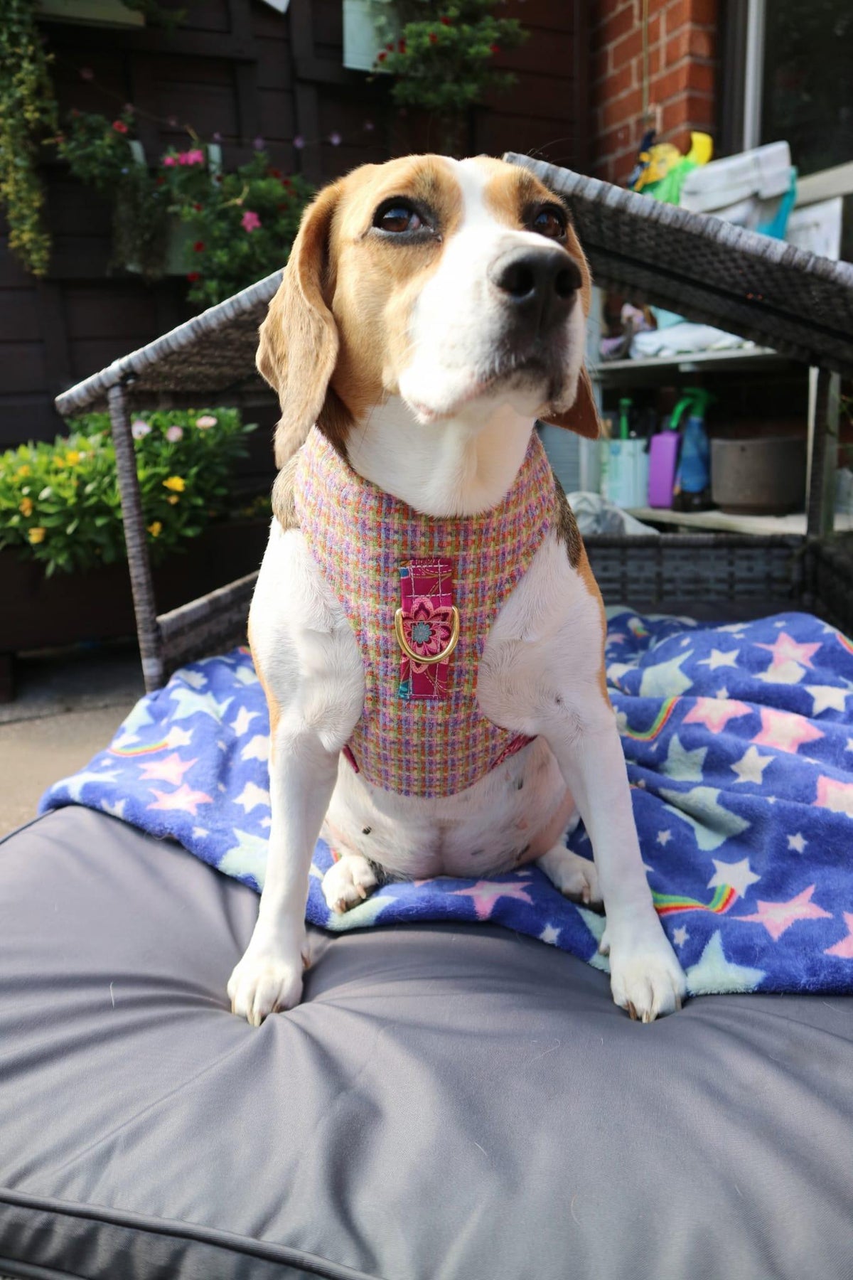 The Harris Tweed & Cotton Blend Collection Dog Harness - Wild Bloom