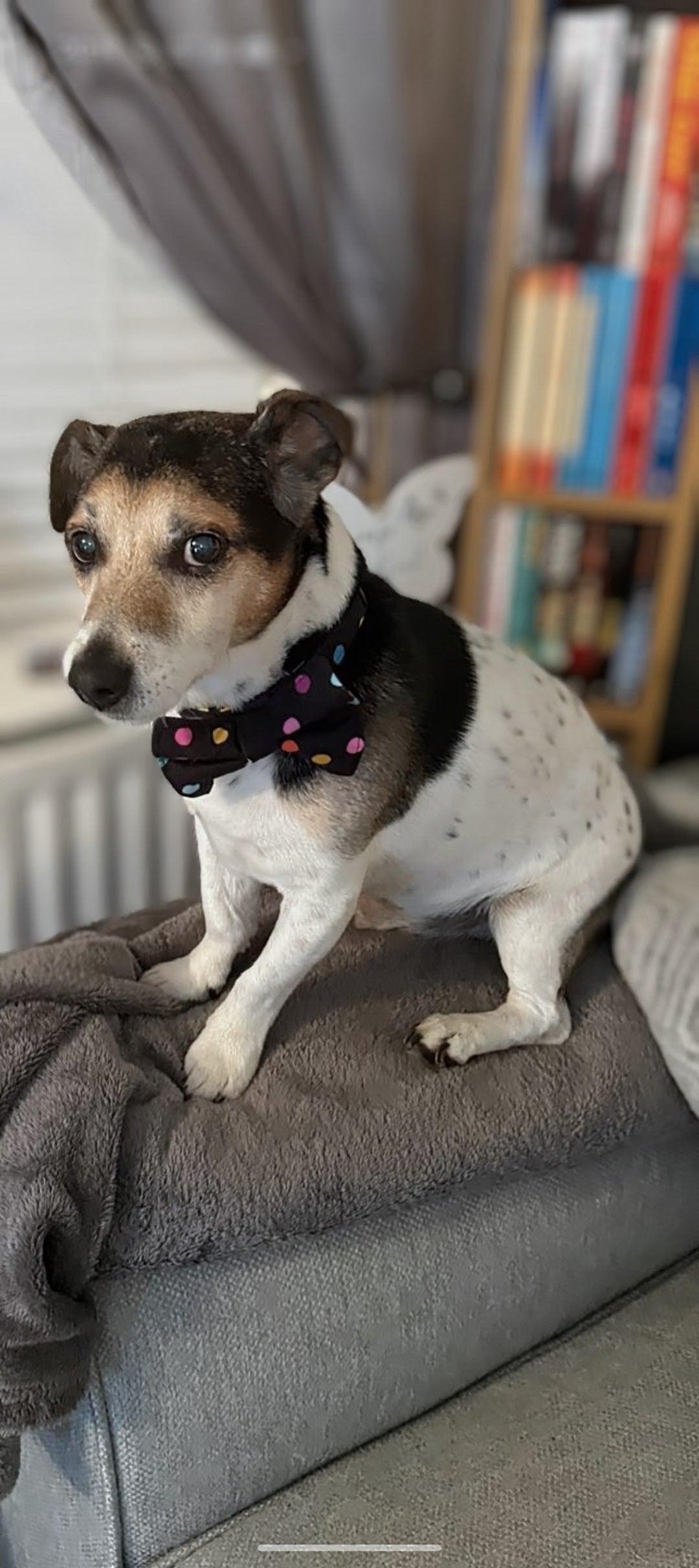 Confetti Walks Dog Bow Tie